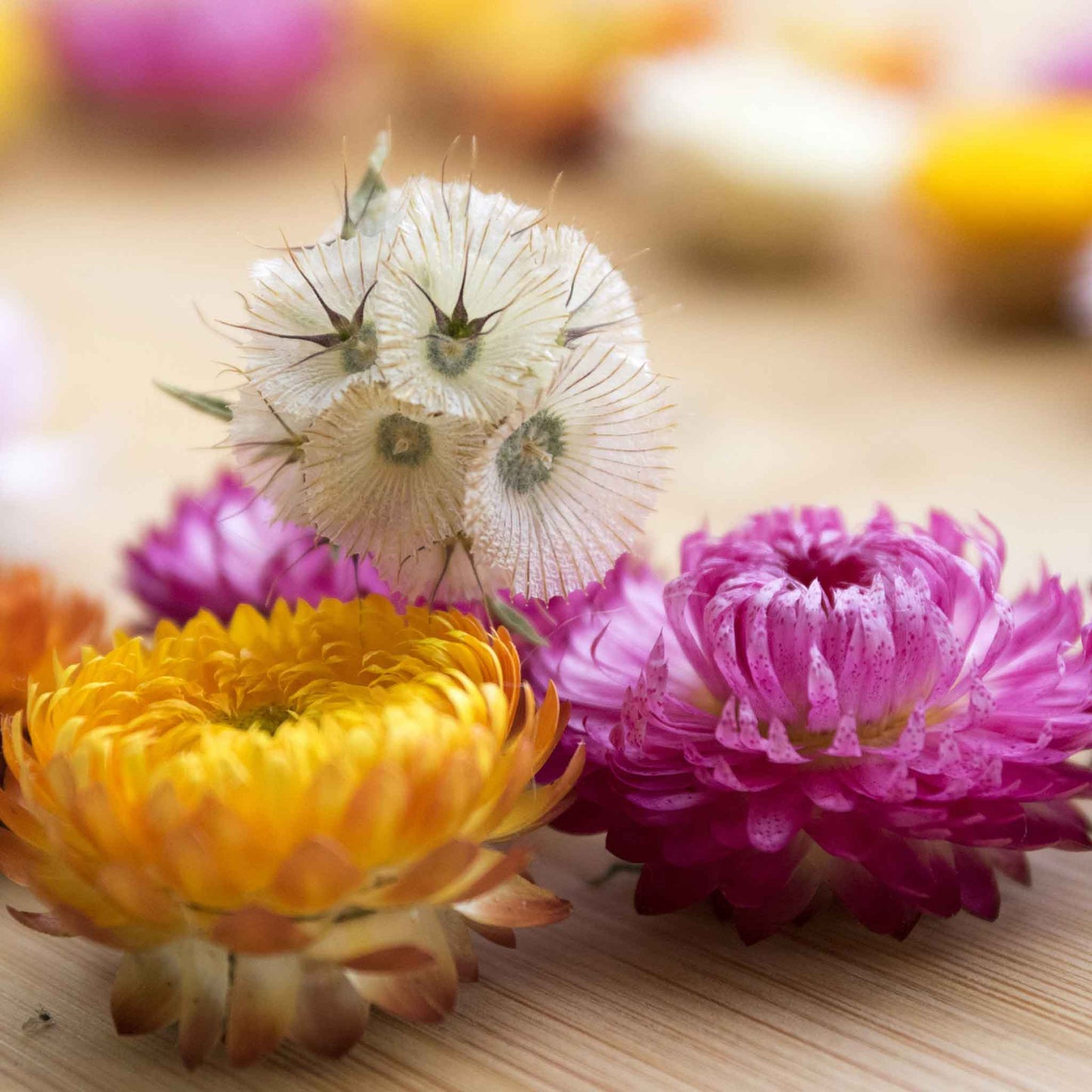 White Starflower bloom among pink and yellow dried flowers on a light background