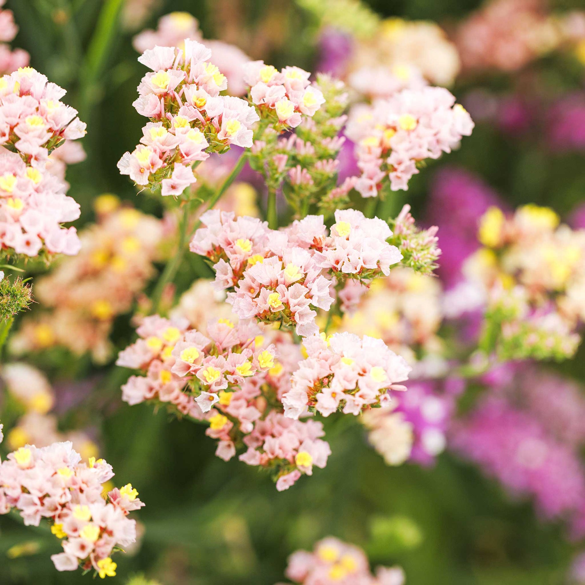 Statice apricot beauty peach and pink blooms with a green and colorful garden background