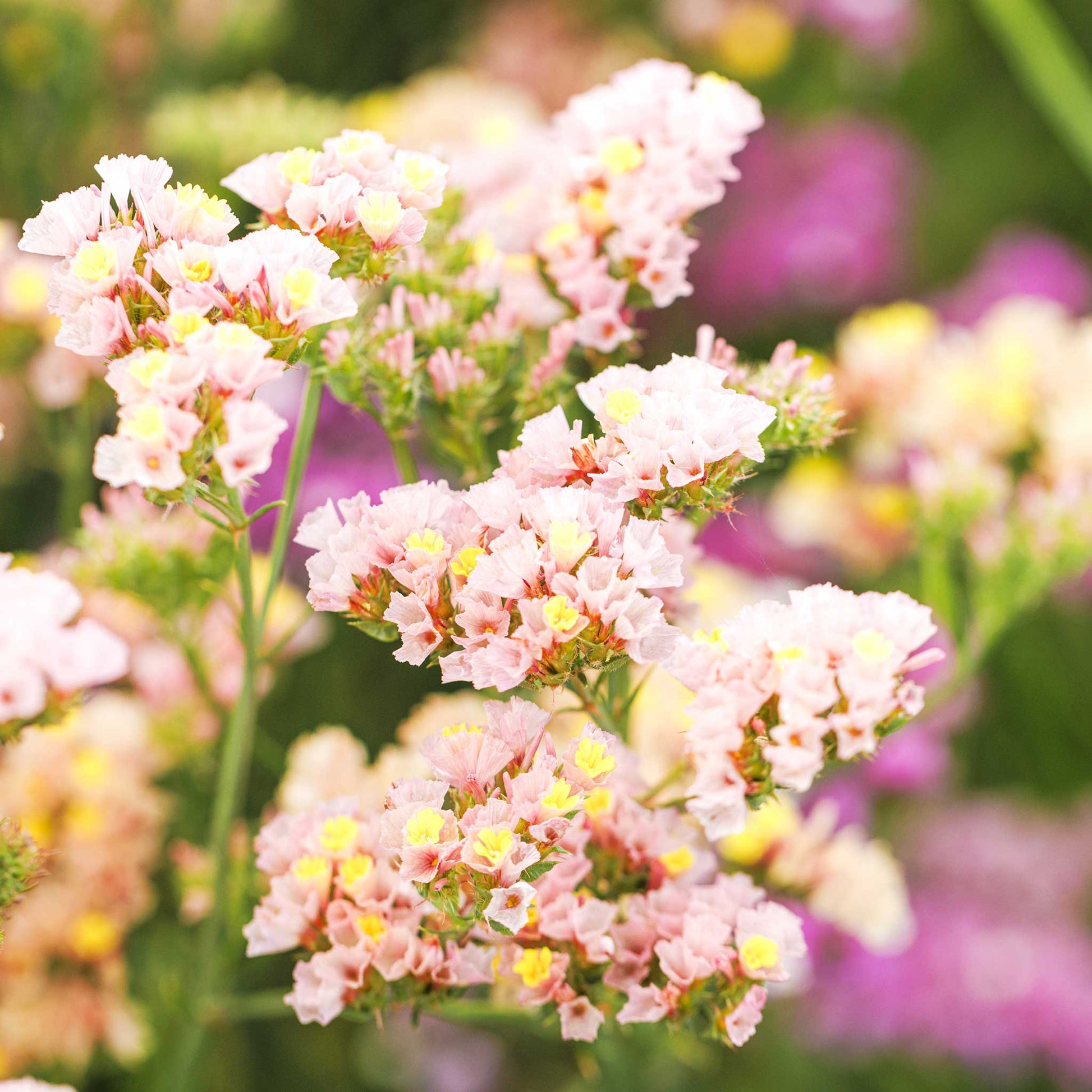 Statice apricot beauty pink and peach flowers in close-up with a soft blurred background
