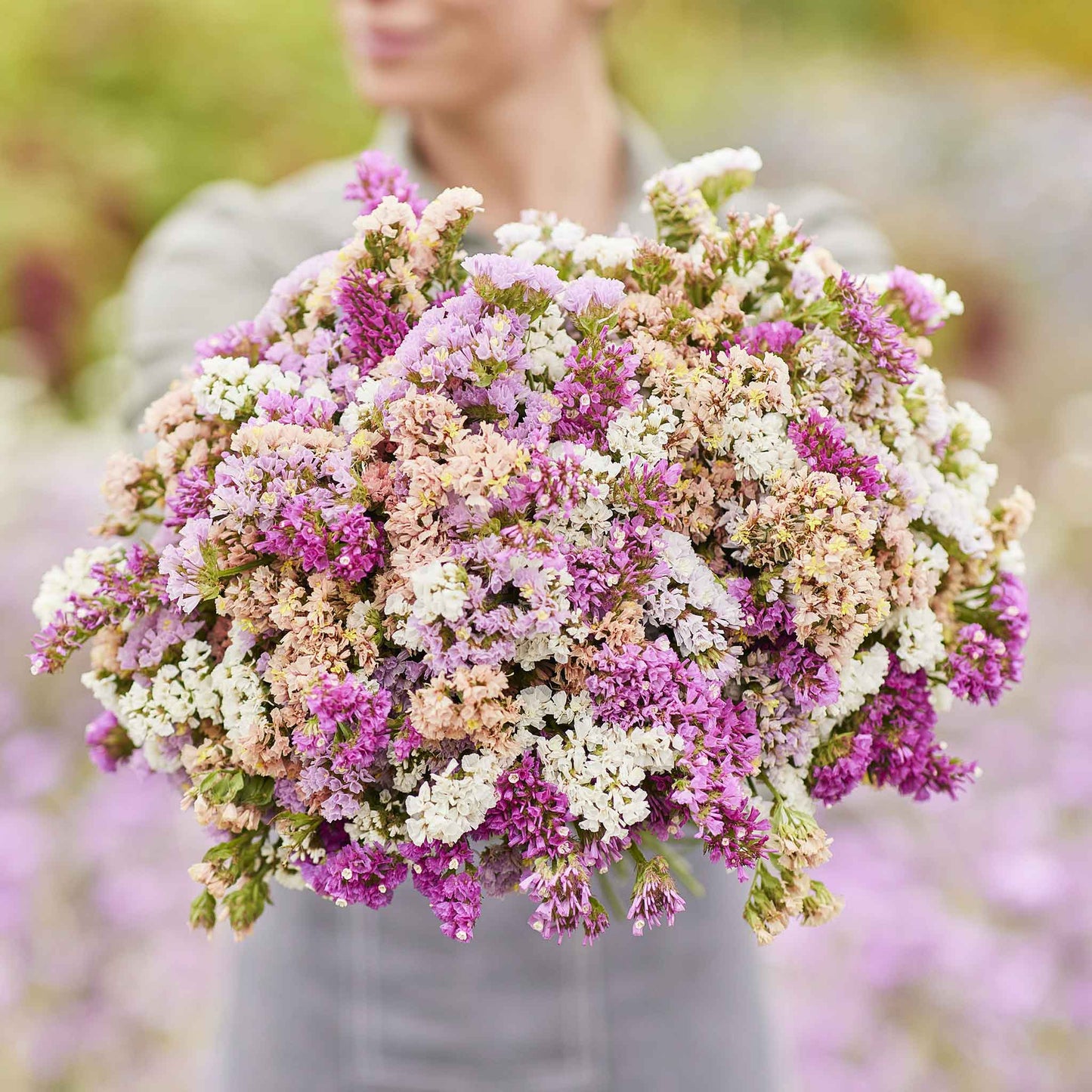 Statice pastel mix pink and peach flowers in close-up with a blurred outdoor background