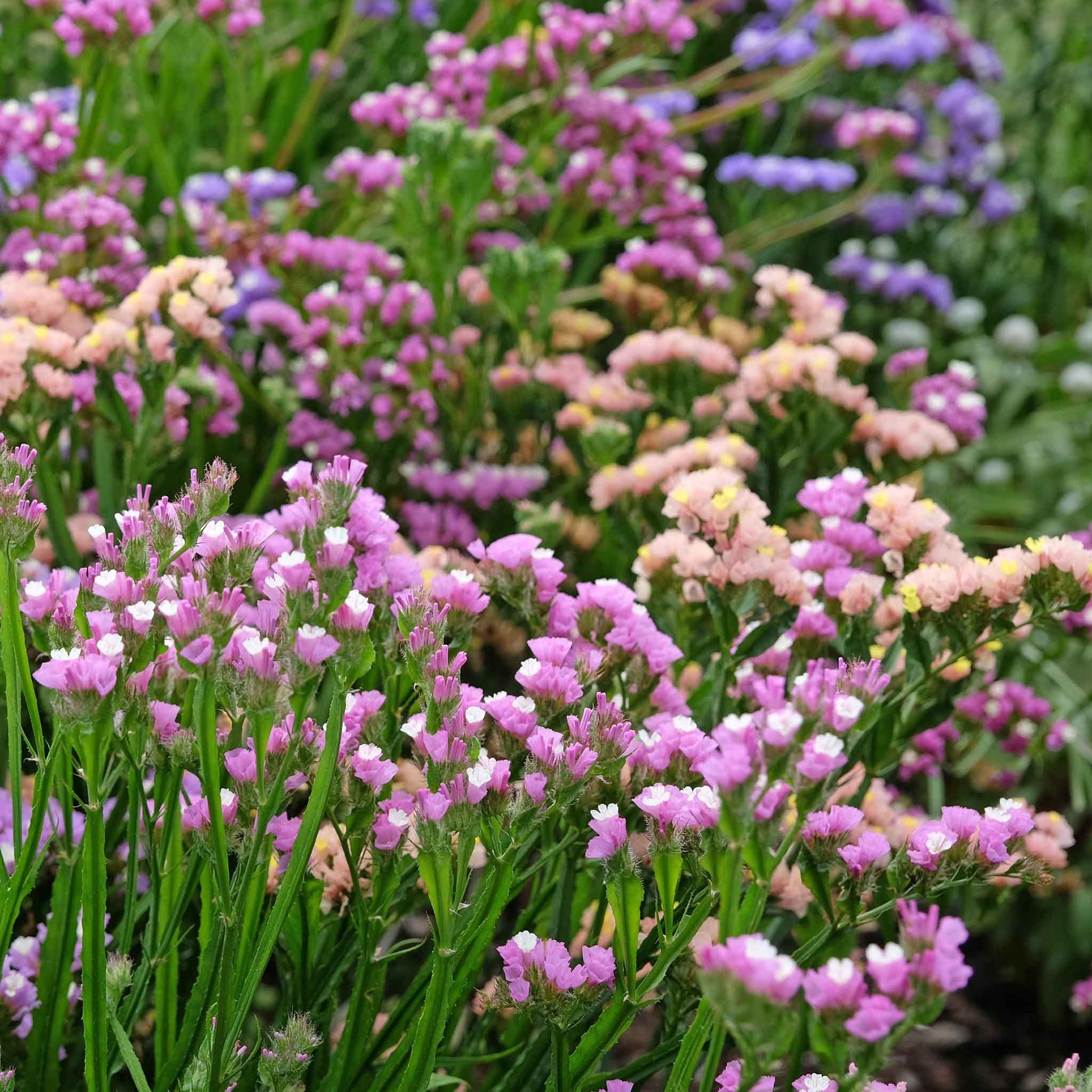 Statice pastel mix orange apricot flowers blooming in a field with a green background
