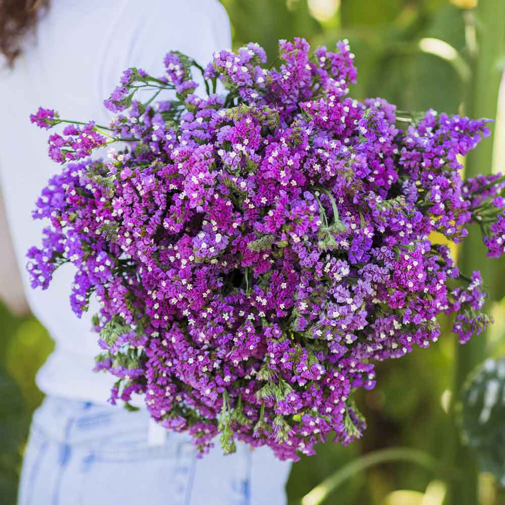 Statice twilight purple-blue bouquet held by a person against a green outdoor background