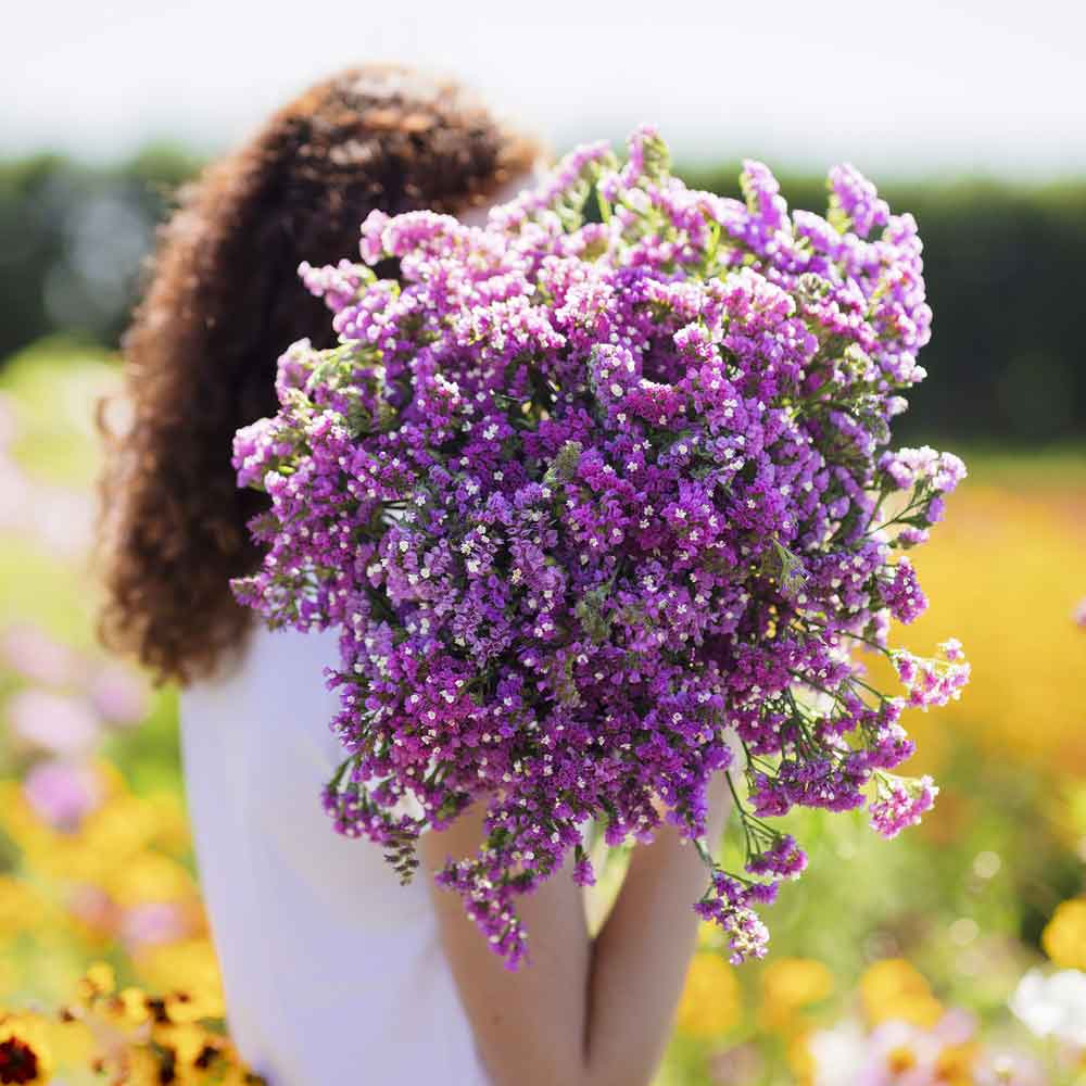 Statice twilight pink and purple bouquet held by a person in an outdoor blurred background