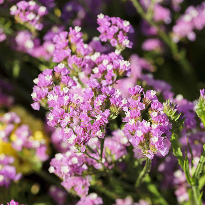 Statice twilight purple and blue flowers growing in a garden with a green leafy background