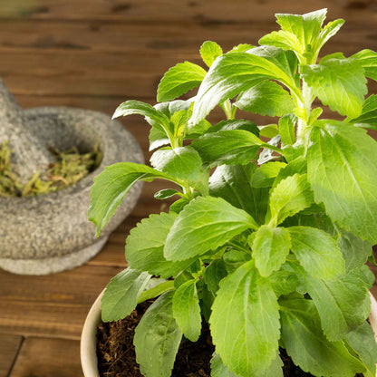 Close-up of a green stevia potted plant next to a mortar and pestle.