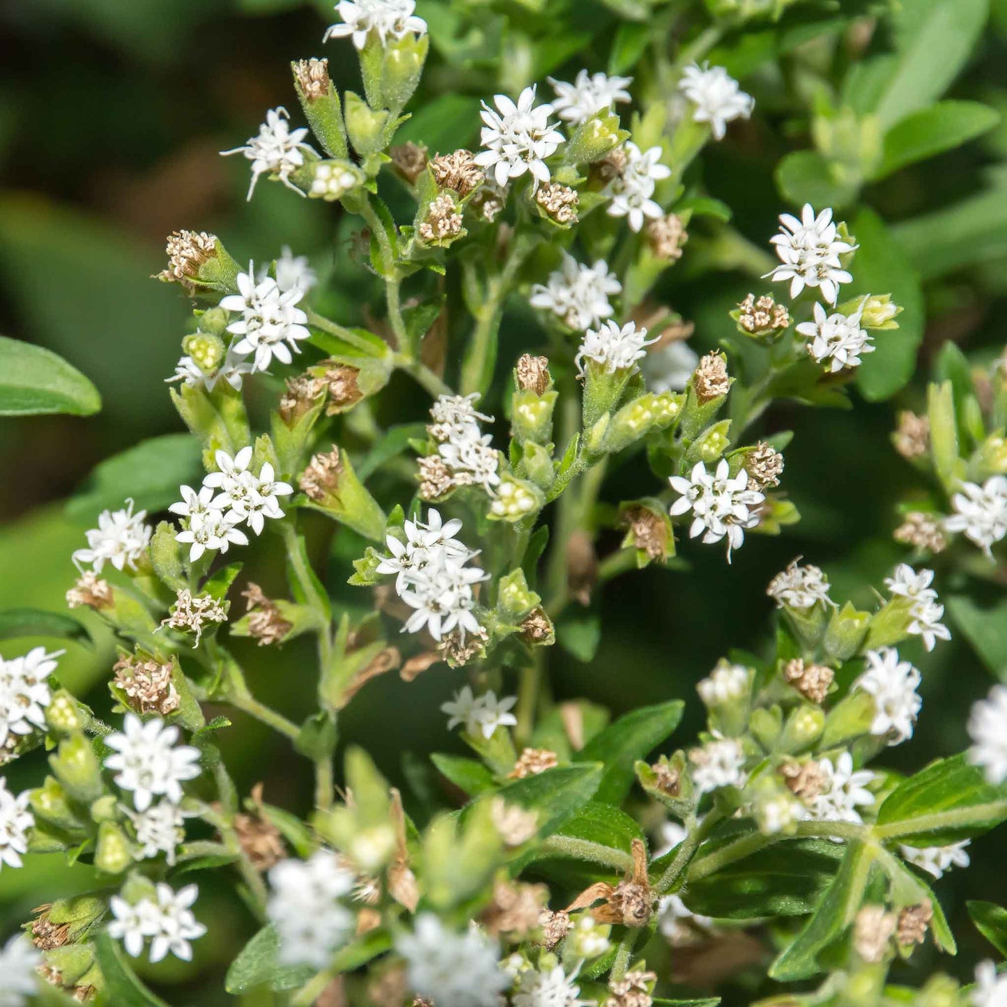A close-up of a stevia plant with green leaves and white flowers, set against a dark background.