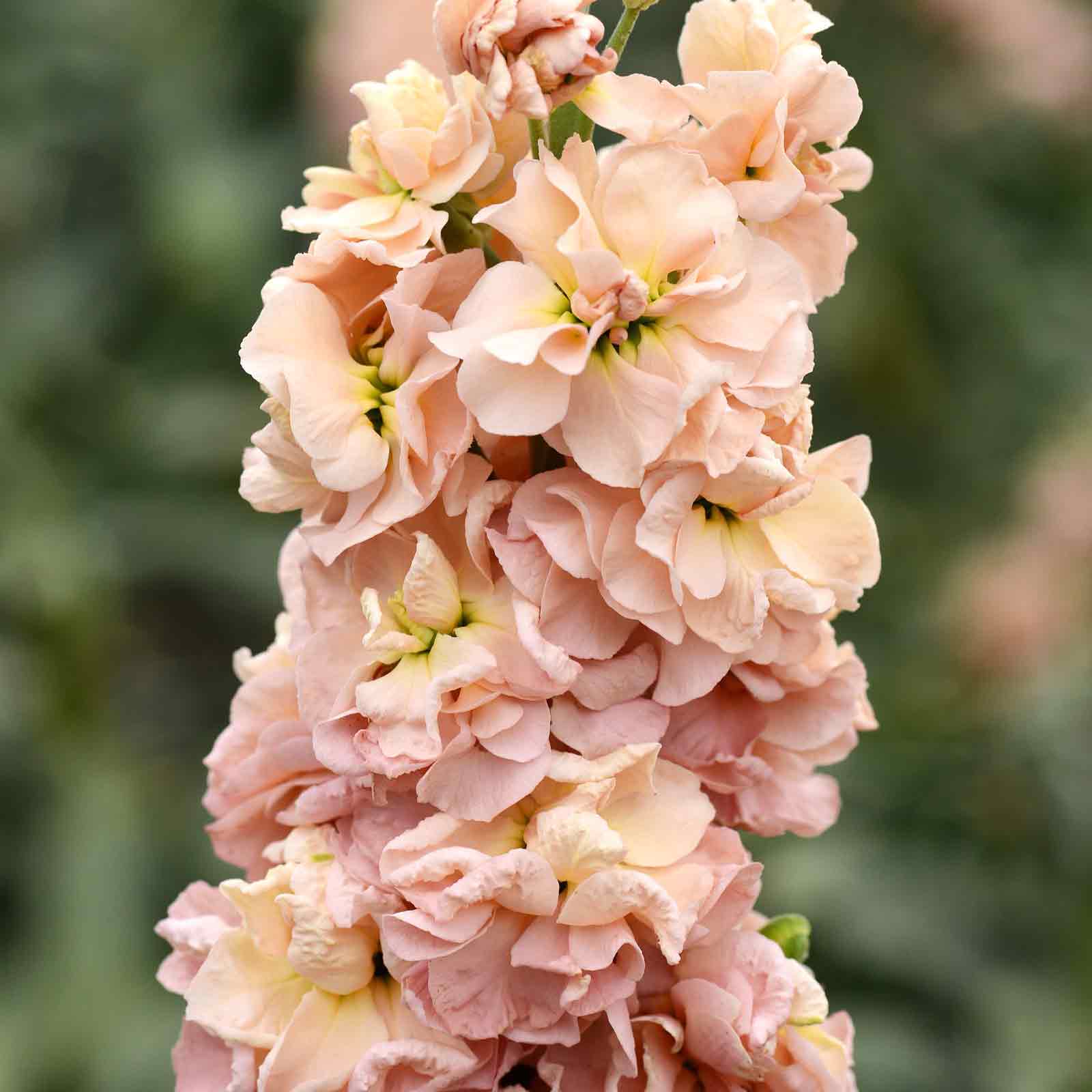 Apricot stock flowers with soft peachy-pink blooms growing against a blurred green background.