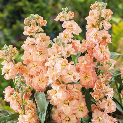 Tall apricot stock flowers with soft peach blooms against a blurred green background.