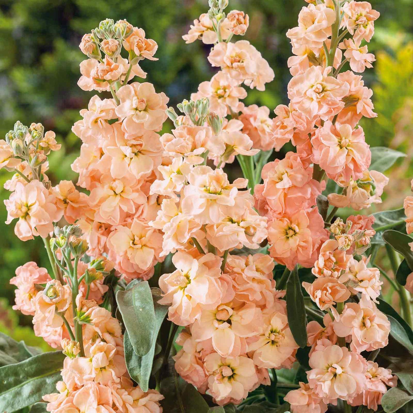 Apricot stock with peach blooms on tall stems set against a soft blurred green background.