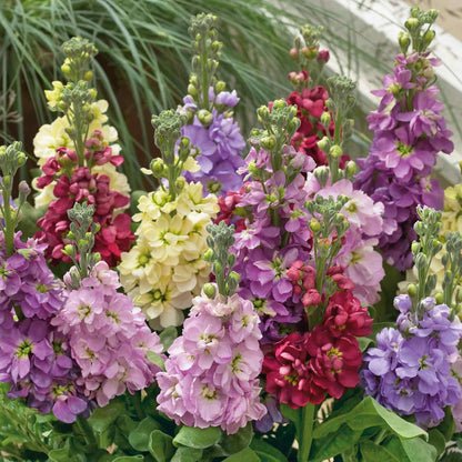 Giant imperial mix stock flowers in pink, purple, and white with green foliage background.