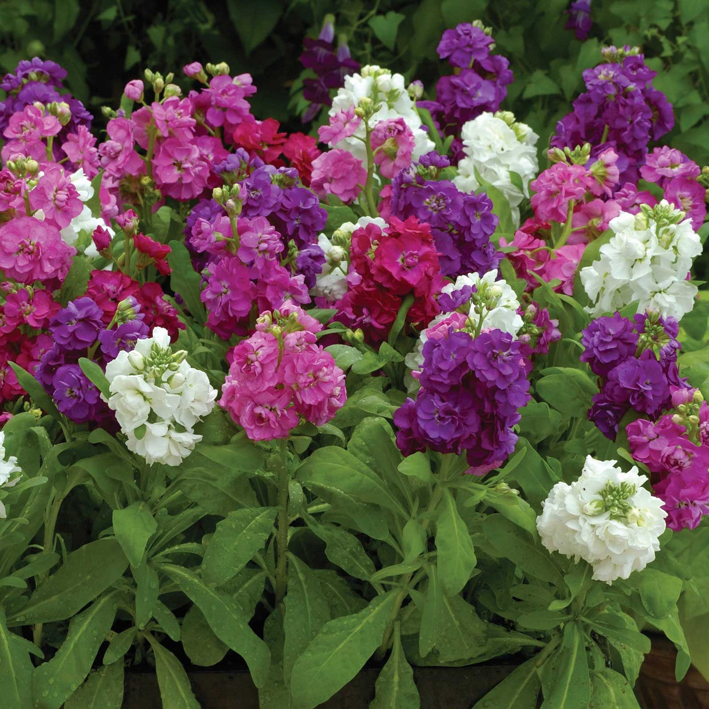 Hot cakes formula mix stock in pink, white, and purple blooms with a green leafy background.