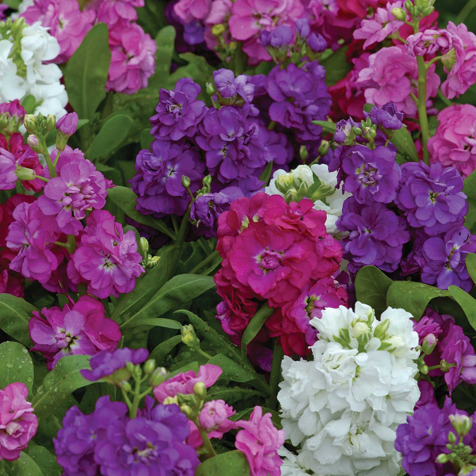 Hot cakes formula mix stock in pink, purple, and white tones against a blurred green background.