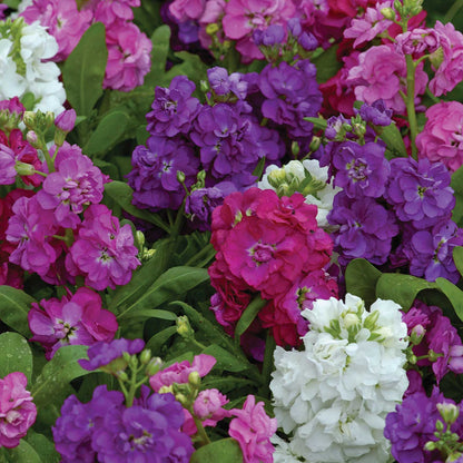 Hot cakes formula mix stock in pink, purple, and white tones against a blurred green background.