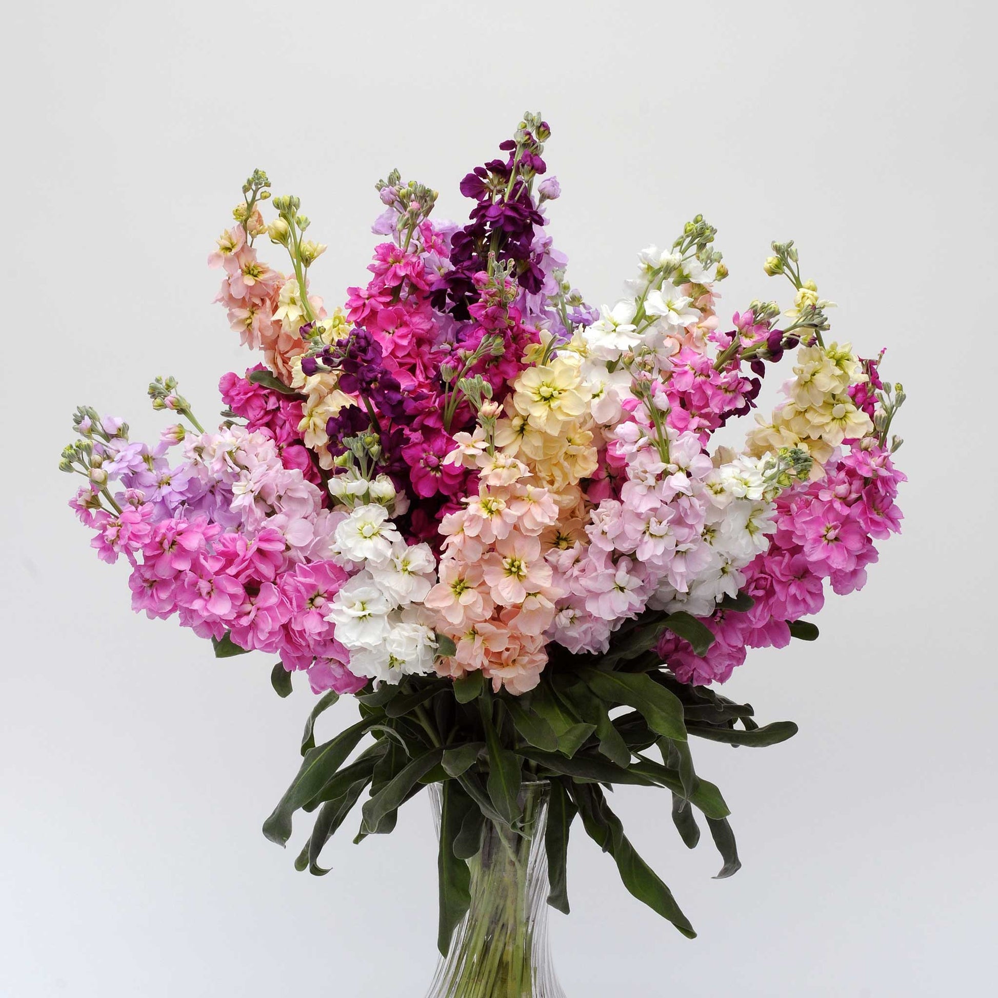 Katz formula mix stock with pink and white blooms in a bunch against a plain white background.