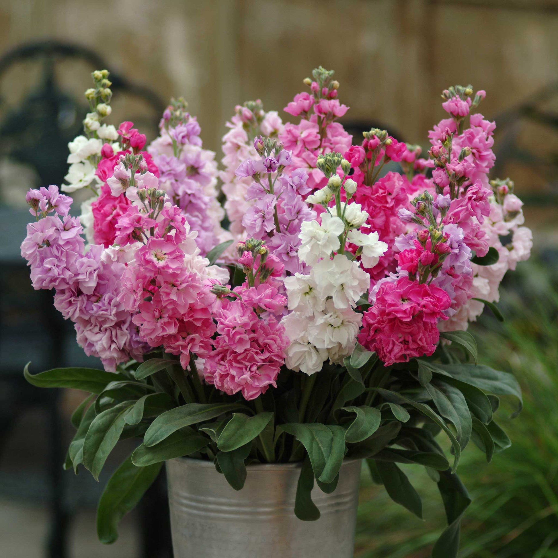 Katz pink mix stock with soft pink and deep pink blooms against a plain light background.