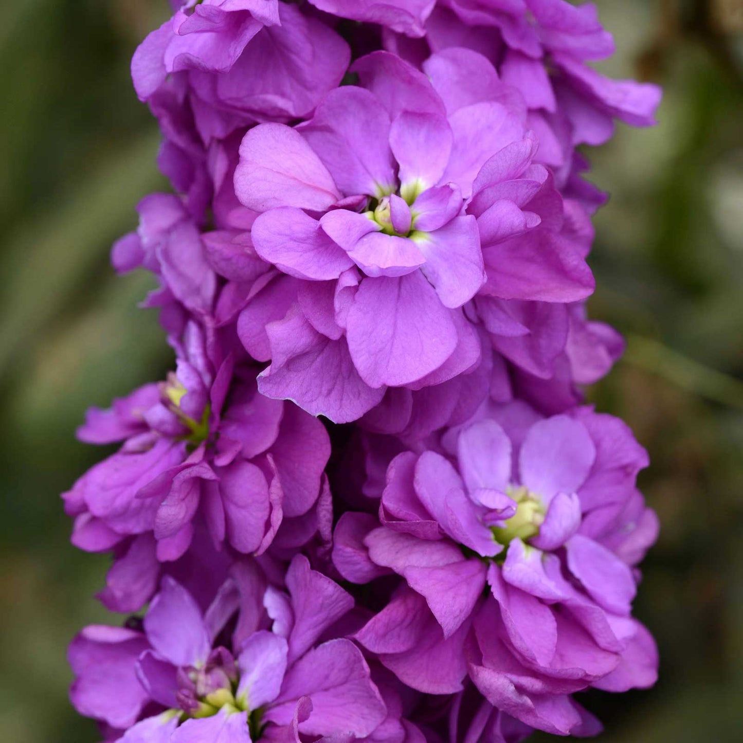 Miracle blue mid stock with bold purple blooms and green leaves against a blurred green background.