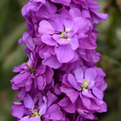 Miracle blue mid stock with bold purple blooms and green leaves against a blurred green background.