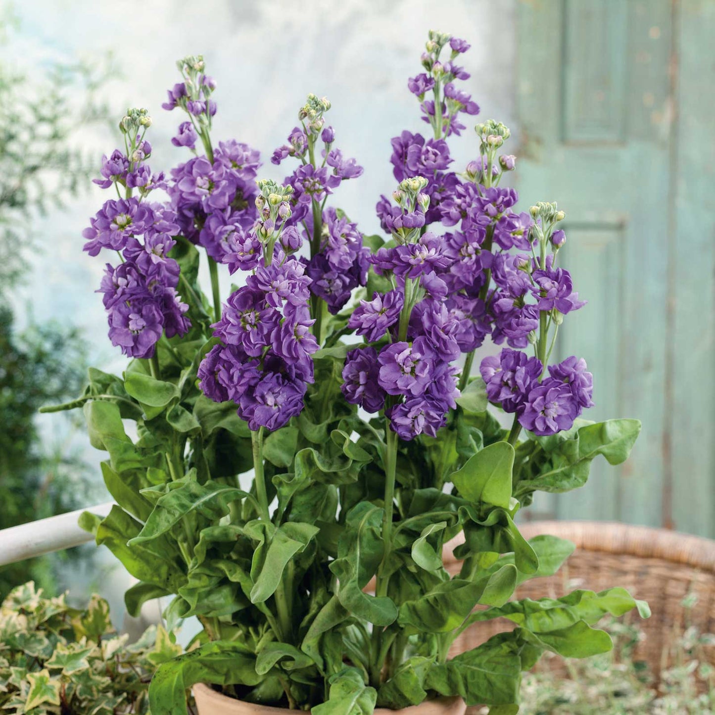 Miracle blue mid stock with purple-blue blooms and green leaves against a soft green background.