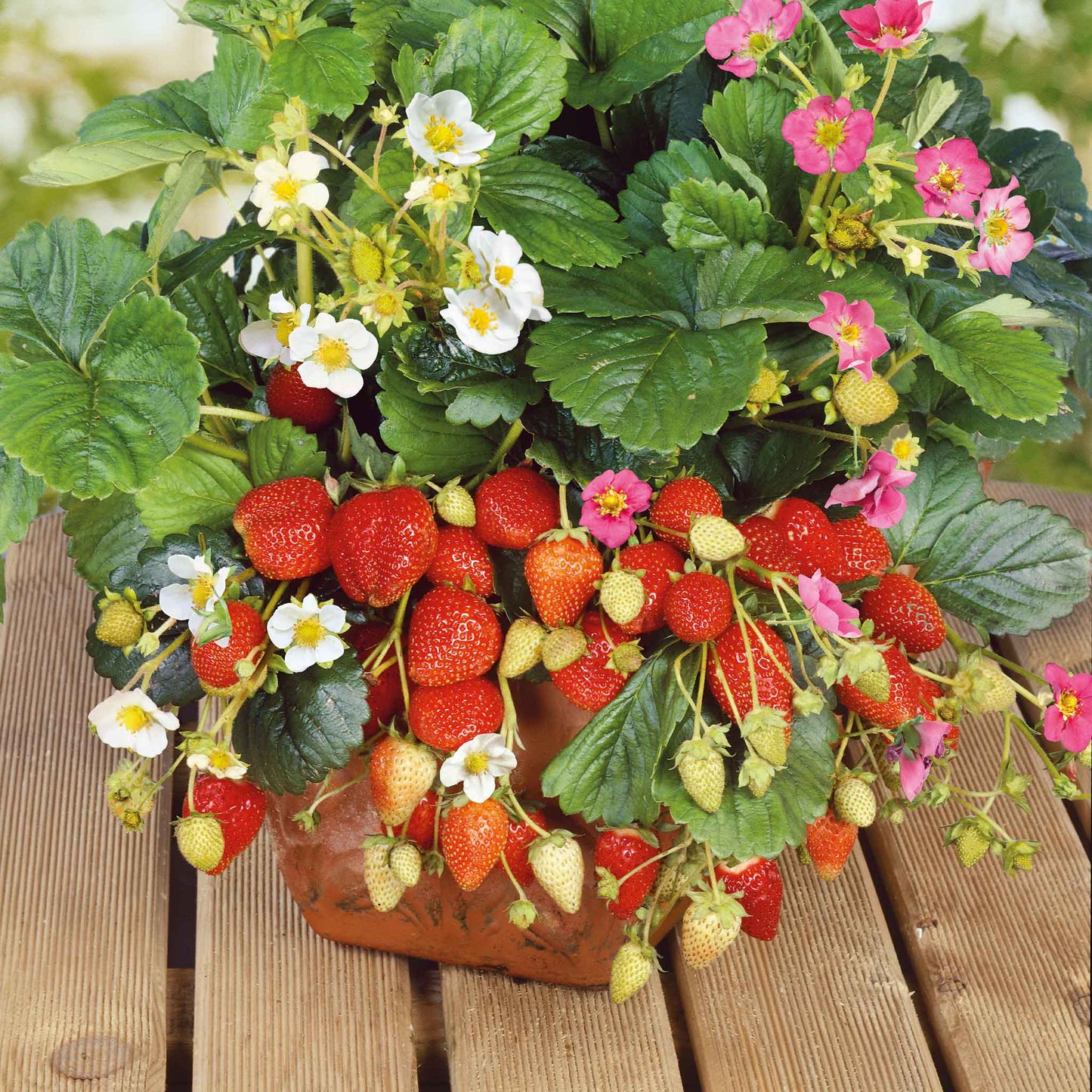 Ripe Rainbow Treasure strawberry, partially hidden by green leaves, is shown in a pot.