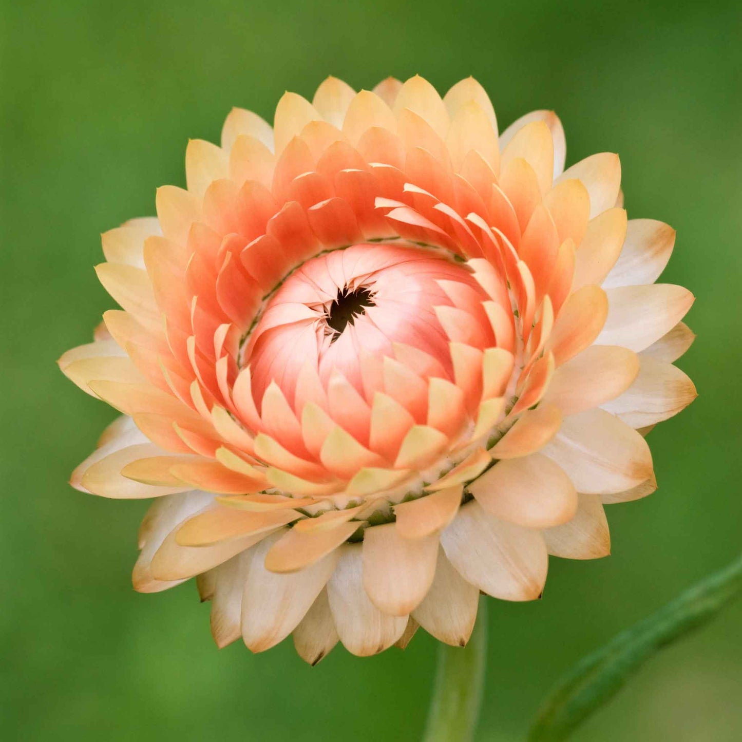 Strawflower king salmon full salmon bloom with papery petals on a blurred background