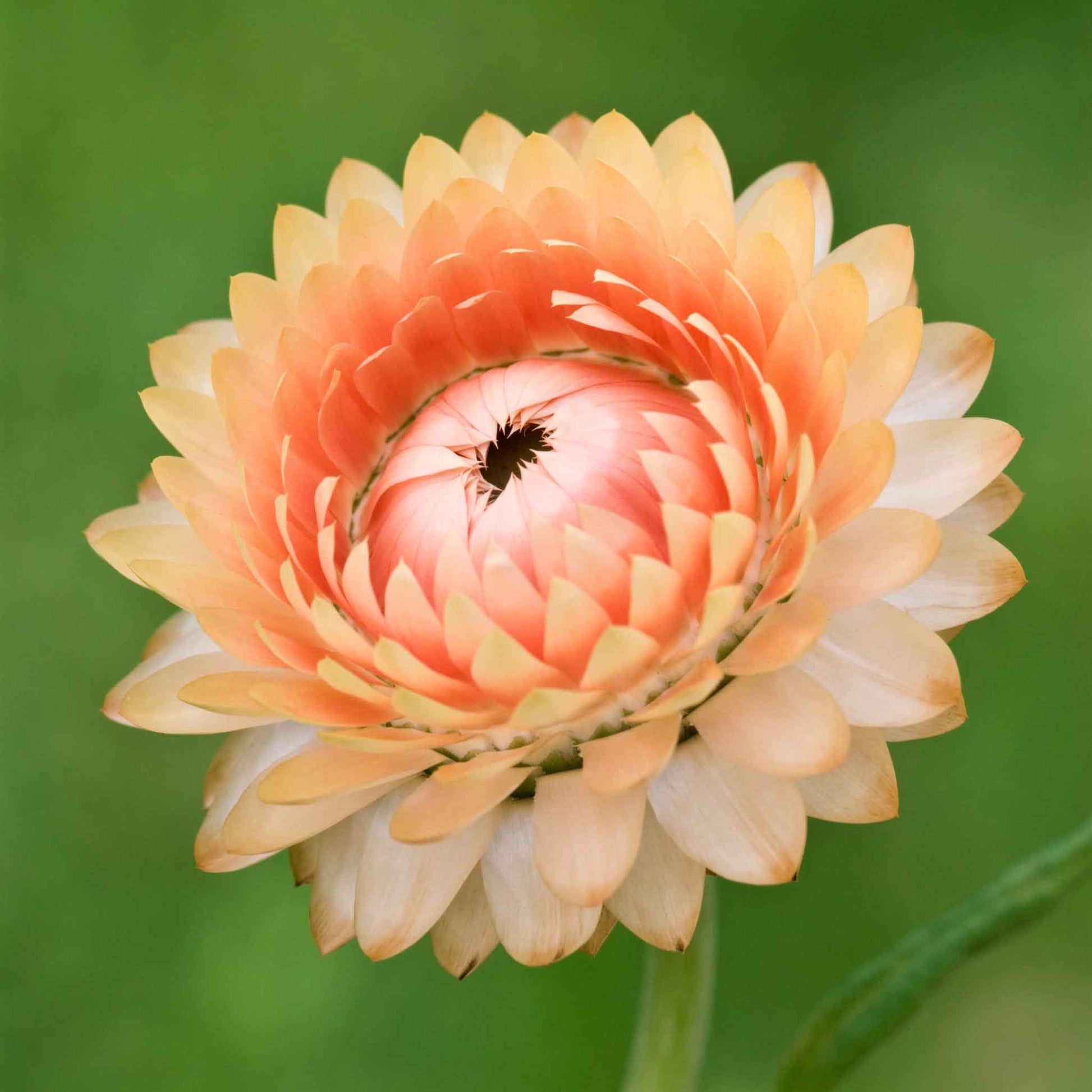 Strawflower king salmon full salmon bloom with papery petals on a blurred background