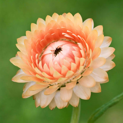 Strawflower king salmon full salmon bloom with papery petals on a blurred background