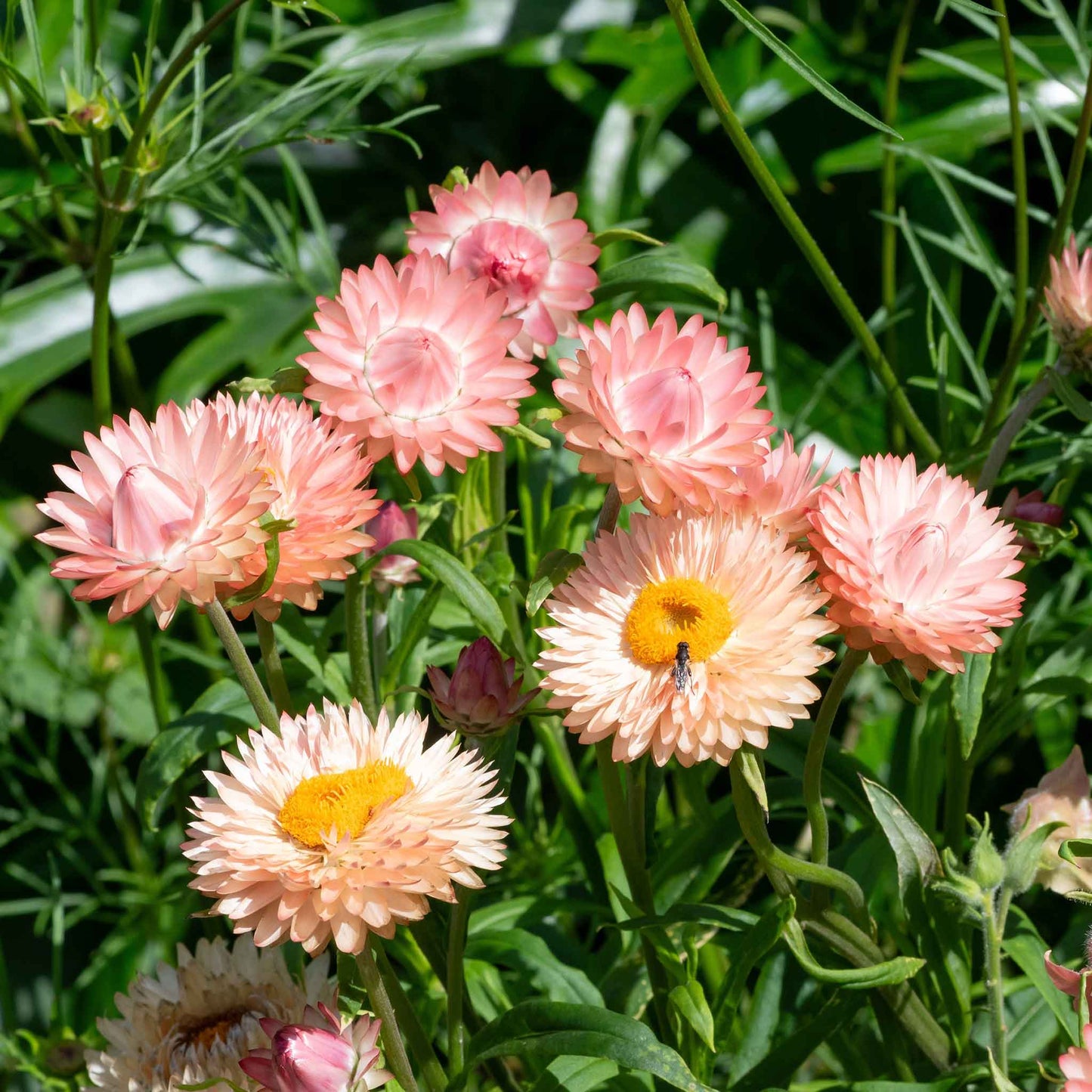 Strawflower king salmon several peach-pink blooms with yellow centers on green background