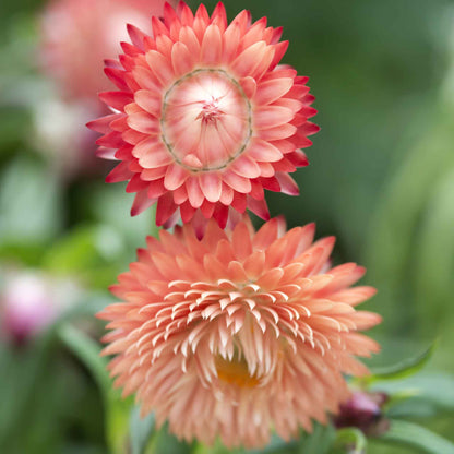 Strawflower king salmon peach-pink tightly packed bloom in close-up on blurred background