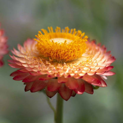 Strawflower king salmon vibrant salmon flower with layered petals on a green background