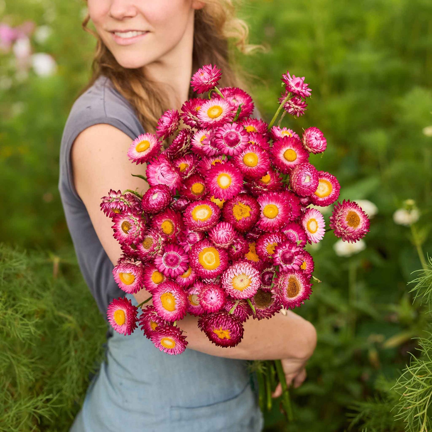 Strawflower purple red deep pink bouquet held by person against a blurred background