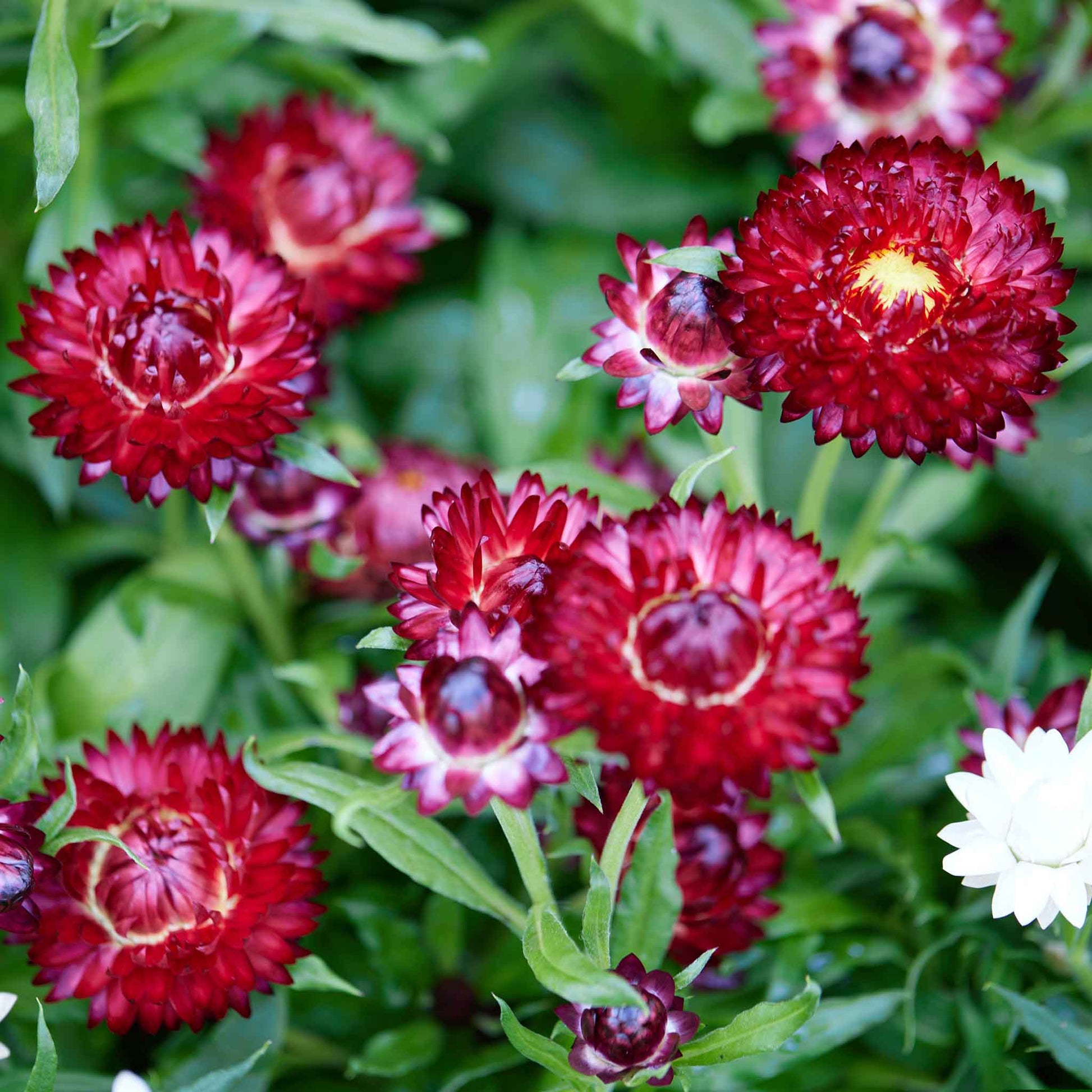 Strawflower purple red rich purple-red blooms with yellow centers on a green background