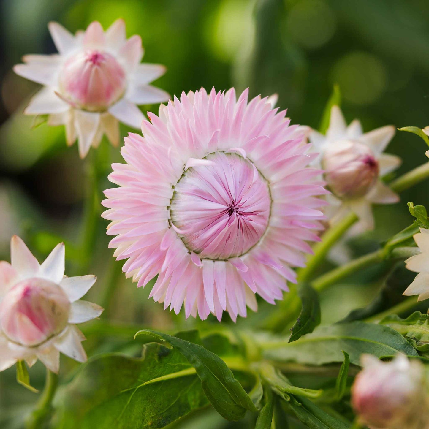 Strawflower silvery rose soft pink papery flower in close-up on a blurred green background