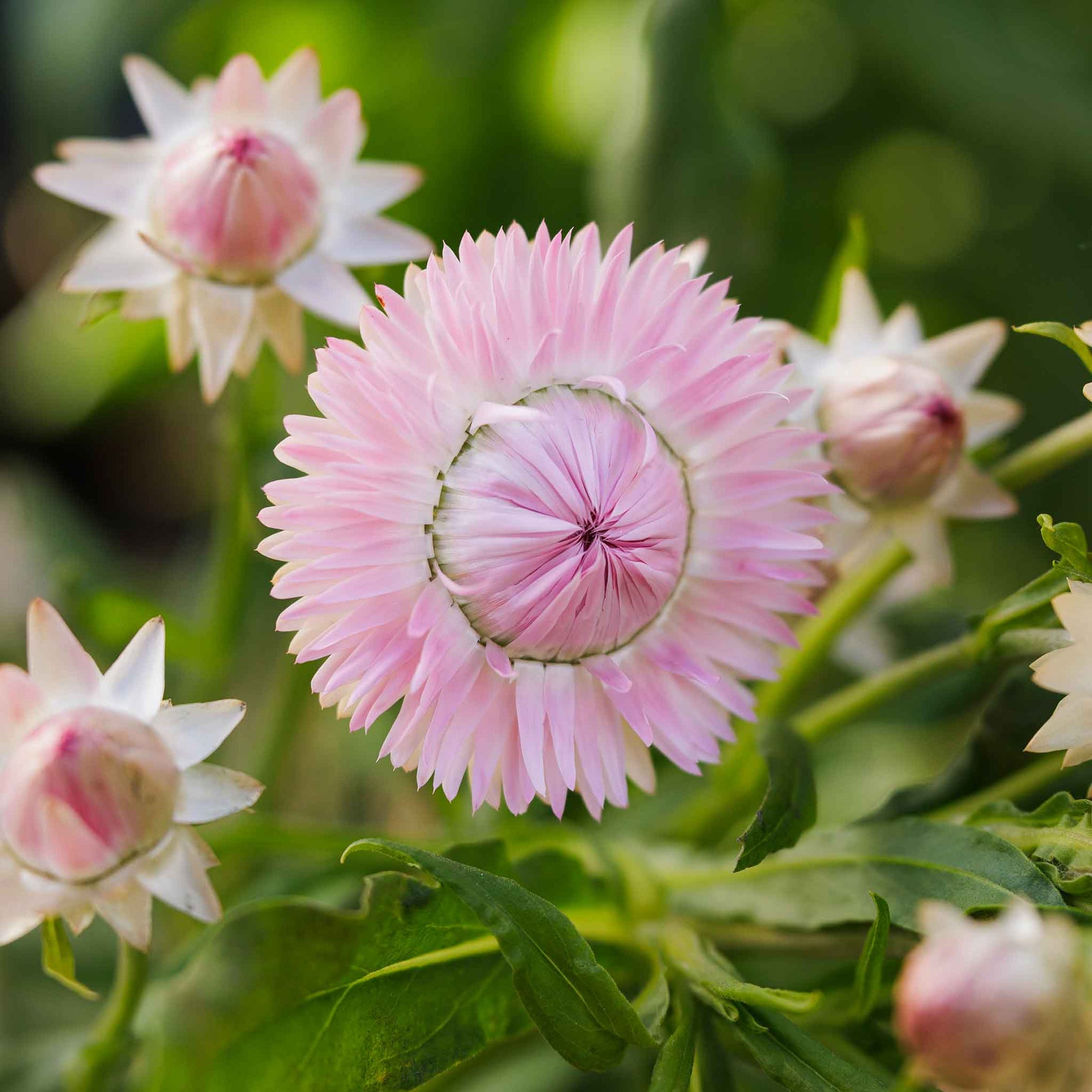 Strawflower silvery rose soft pink papery flower in close-up on a blurred green background