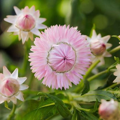 Strawflower silvery rose soft pink papery flower in close-up on a blurred green background