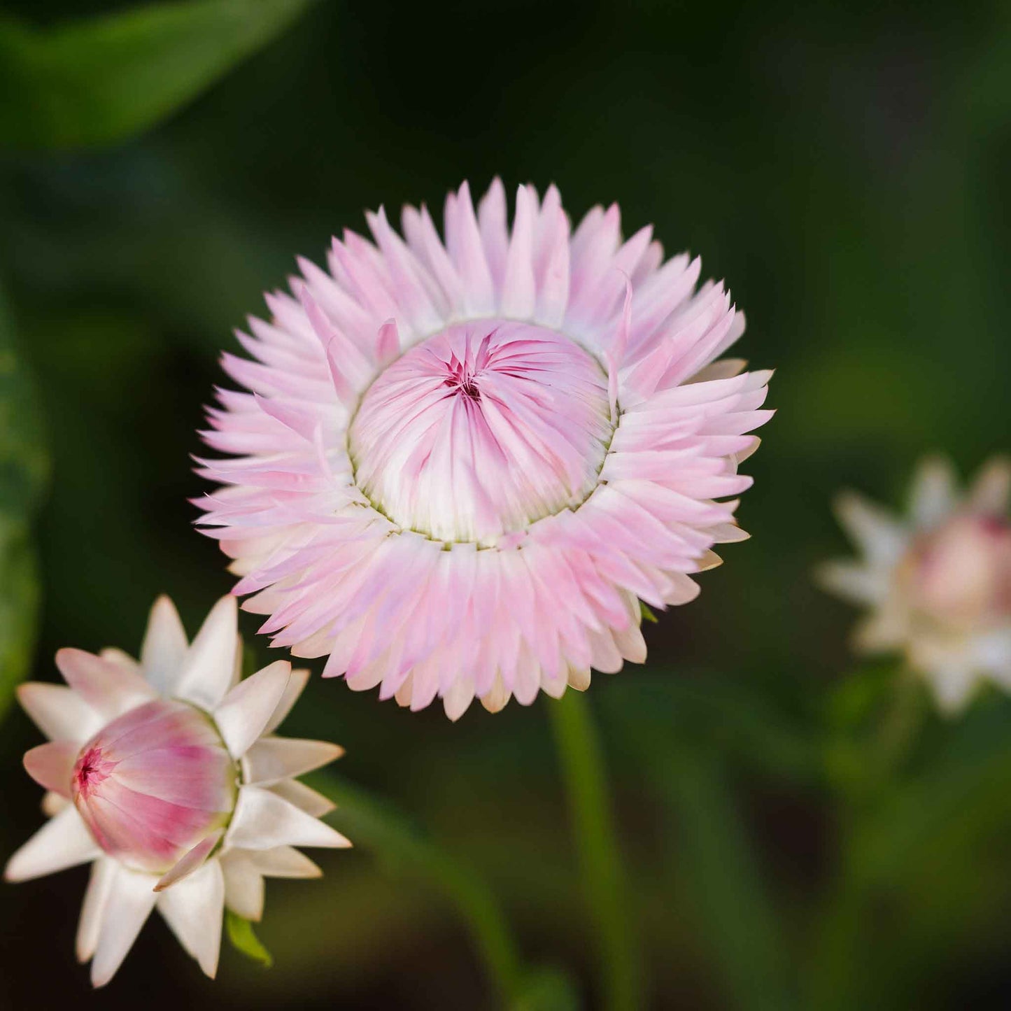 A close-up of light pink silvery rose strawflowers with multiple layers of papery, pointed petals.