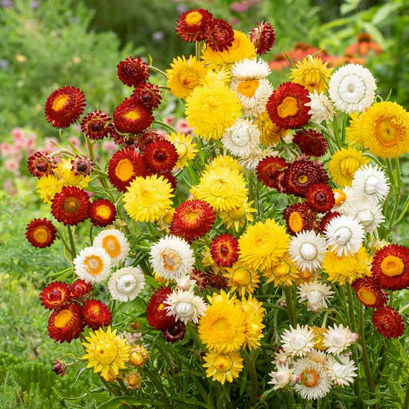 Strawflower sunny mix bright yellow, red and white blooms in a sunny garden background | copyright: Floramedia UK Ltd