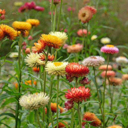 Sunny Mix strawflower blooms in a variety of colors growing in a field.