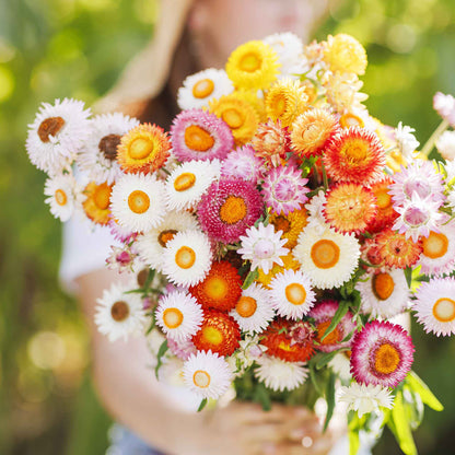 Strawflower swiss giant mix colorful orange and white blooms held against a blurred background