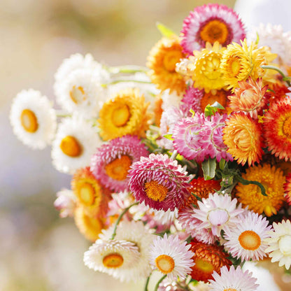 Strawflower swiss giant mix pink papery flower in close-up with a blurred background