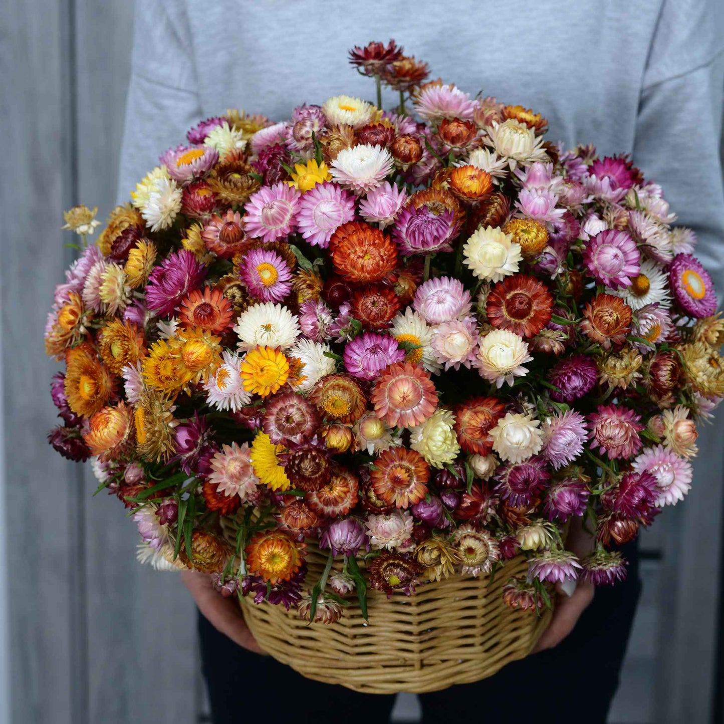 Strawflower swiss giant mix mixed color bouquet in a basket with a blurred background