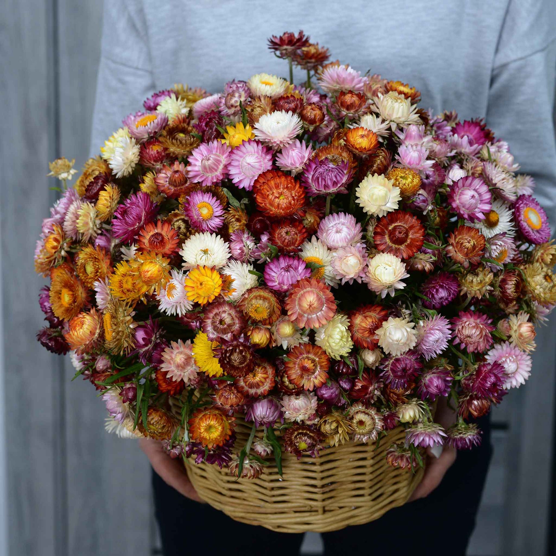 Strawflower swiss giant mix mixed color bouquet in a basket with a blurred background