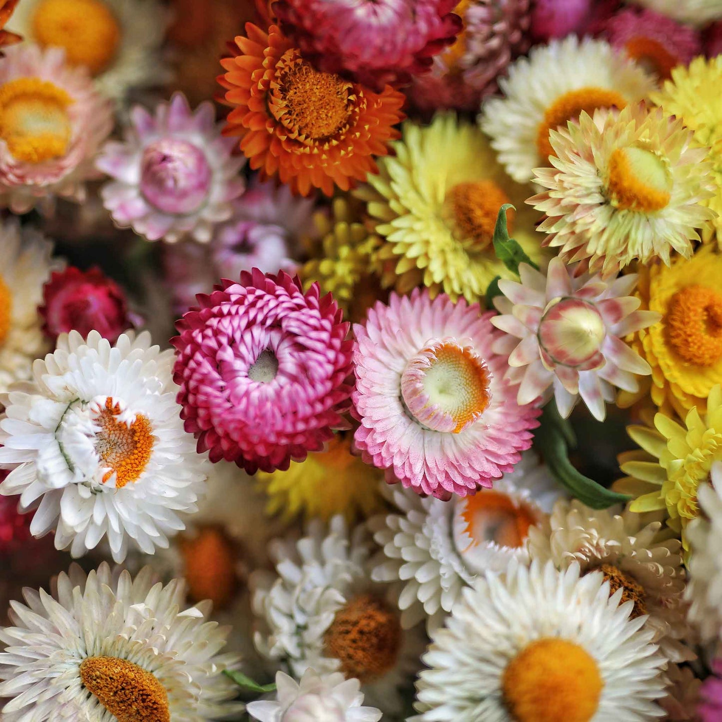 Strawflower tom thumb mix multicolored dwarf blooms on a blurred background