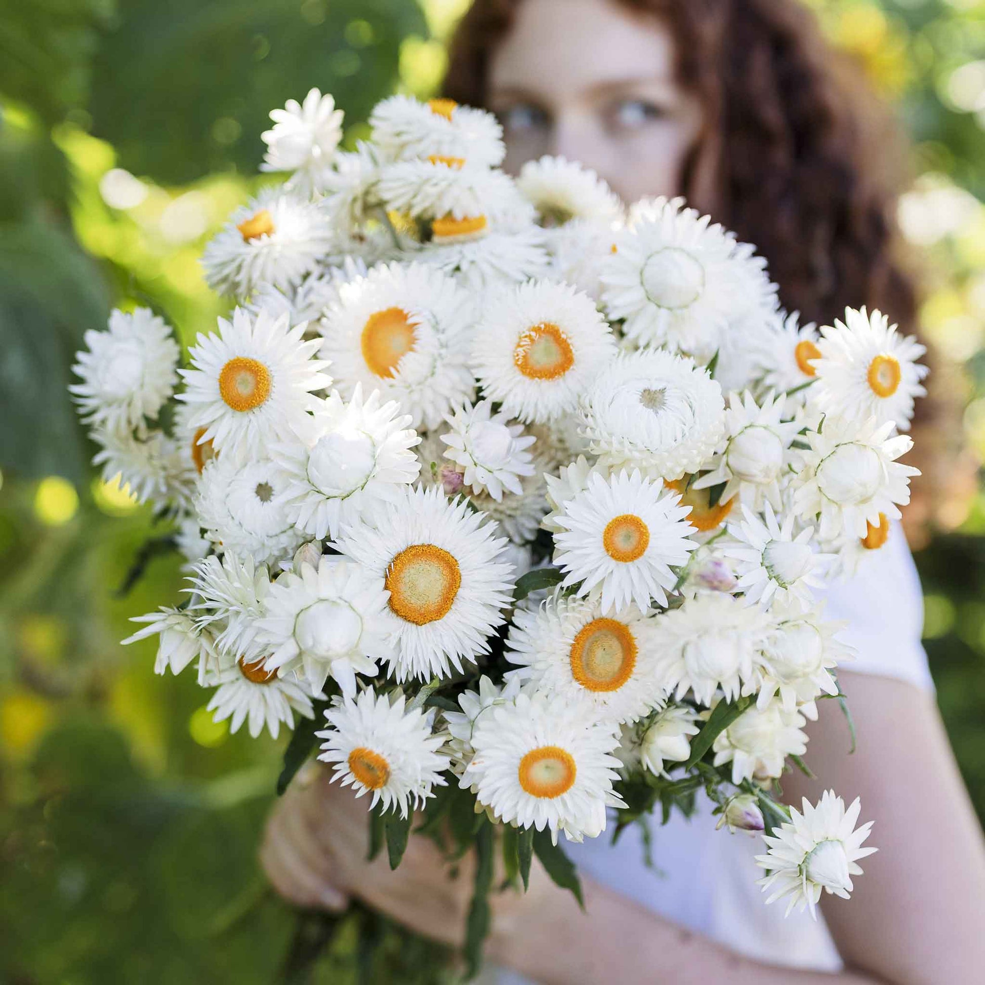 Strawflower white paper-petaled blooms with yellow centers held on a blurred background