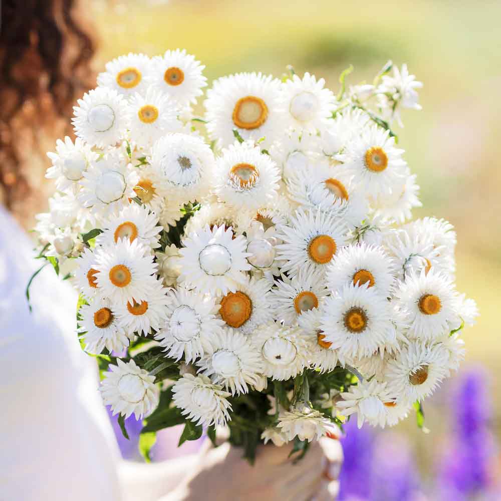 Strawflower white soft white flowers held by person against a blurred background