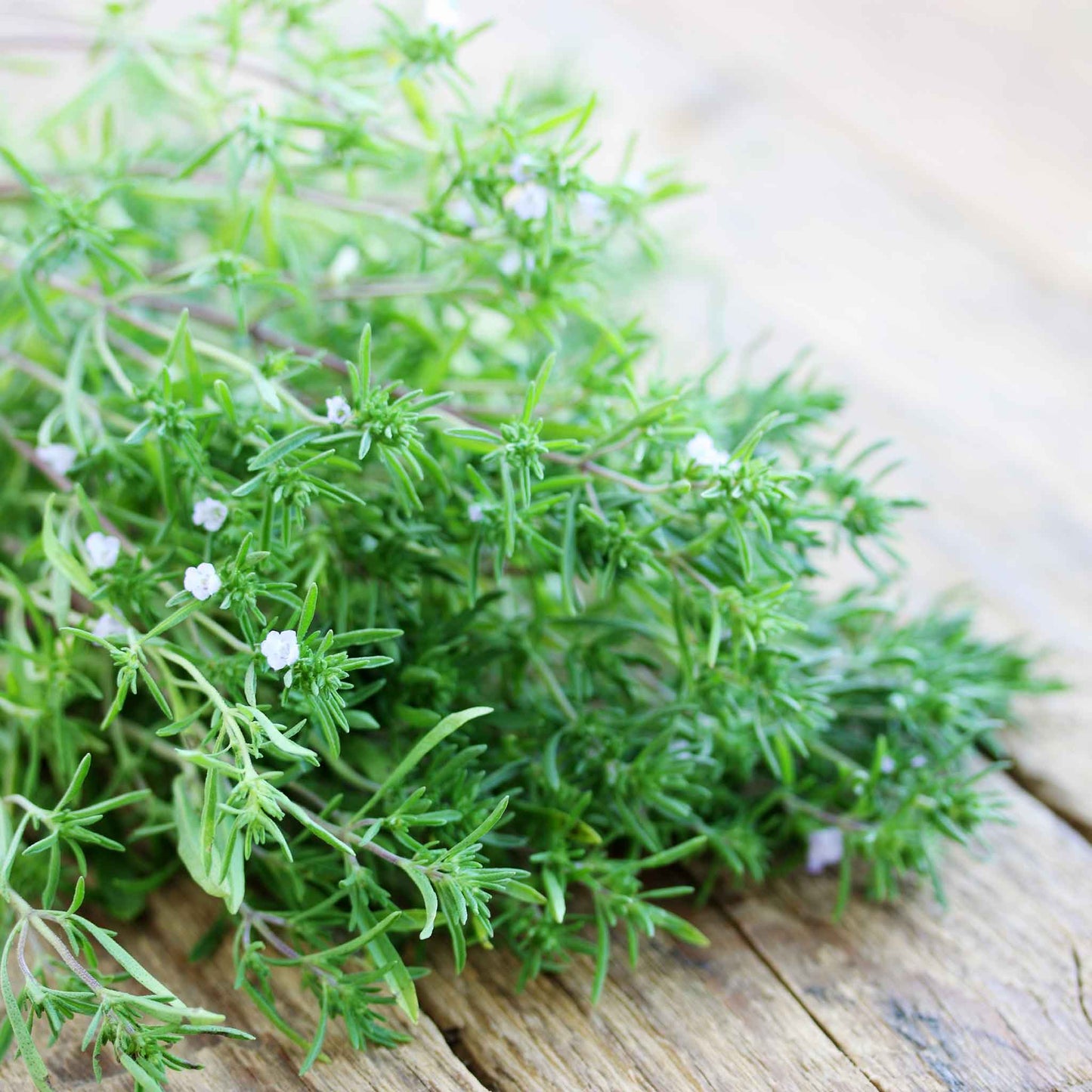Close-up of summer savory leaves showing their feathery texture.