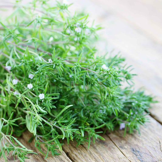 Close-up of summer savory leaves showing their feathery texture.