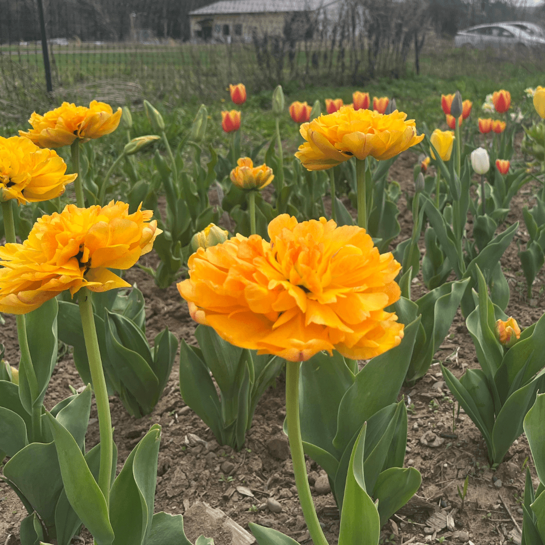 Tulip 'Sun Lover'