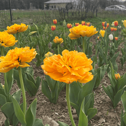 Tulip 'Sun Lover'