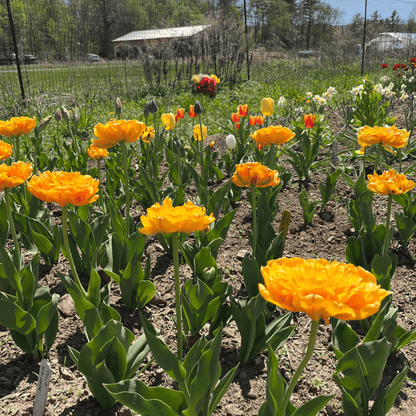 Tulip 'Sun Lover'