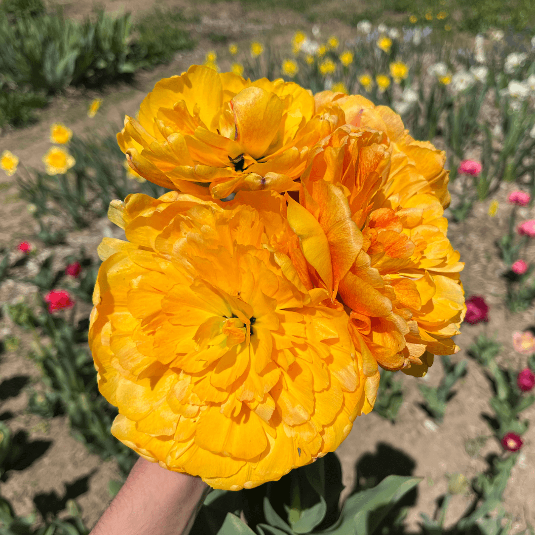 Tulip 'Sun Lover'